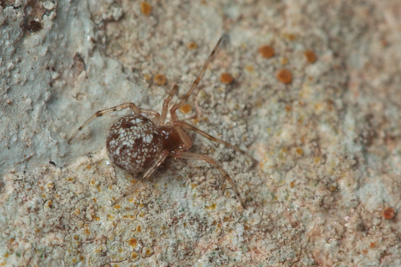 Theridion sp. - Malta